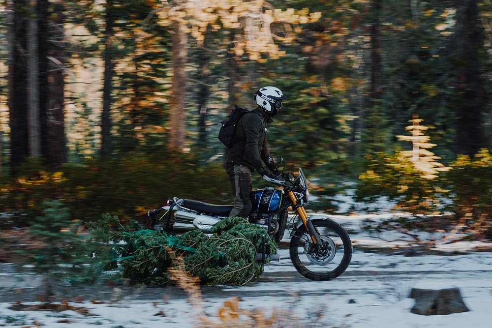 Zack riding through the woods on a Triumph Scrambler 1200 XE, dragging out a cut pine tree