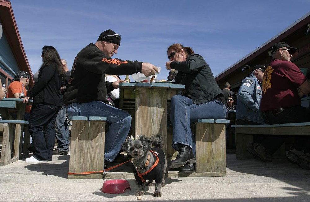 Chloe the dog at Bike Week
