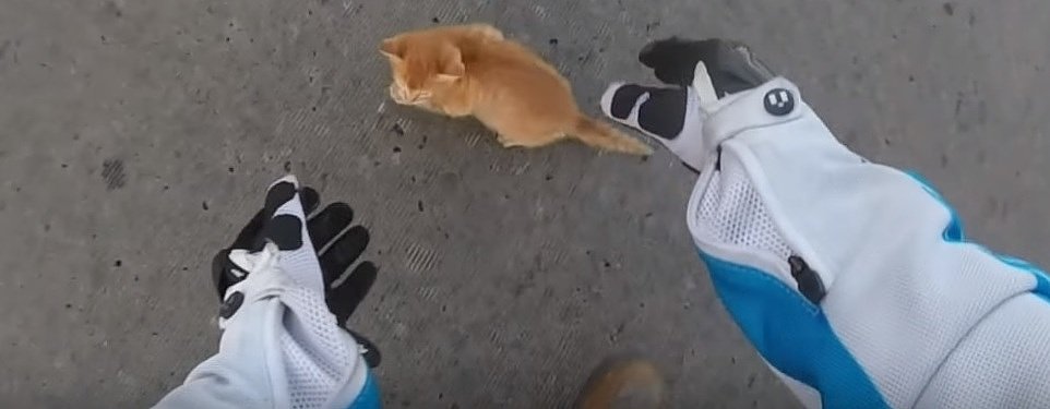 motorcyclist saves kitten