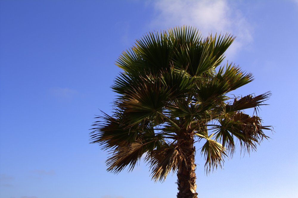 Palm tree