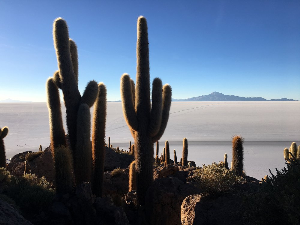 Cactus Island in the Salar de Uyuni