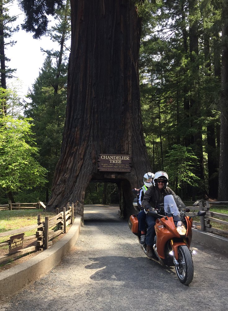 riding through a tree