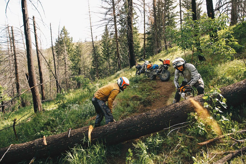 cutting up a downed tree