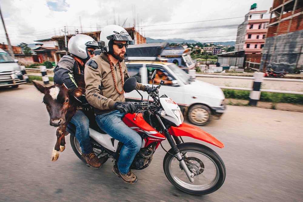 Ari and Zack and a cow on a small motorcycle