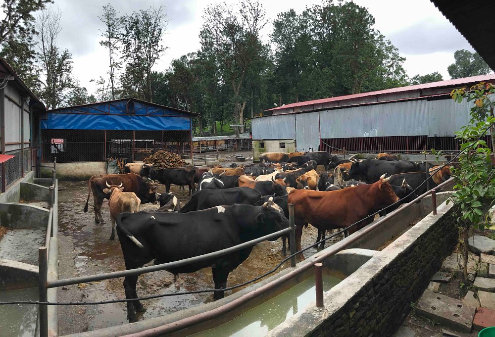 cattle rescue facility