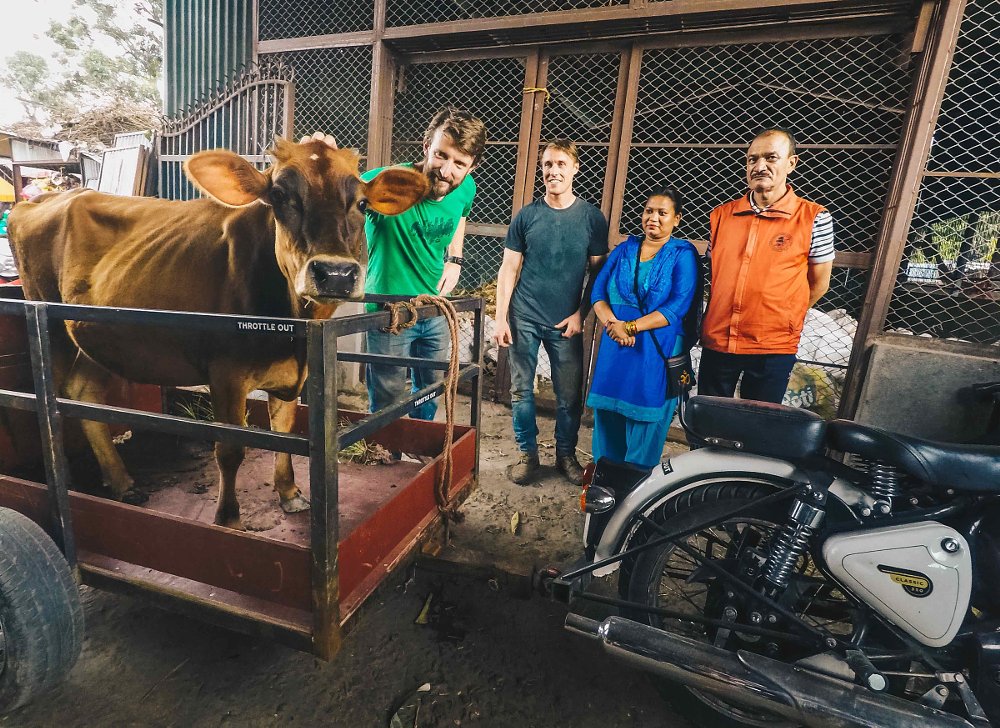 cow loaded on trailer