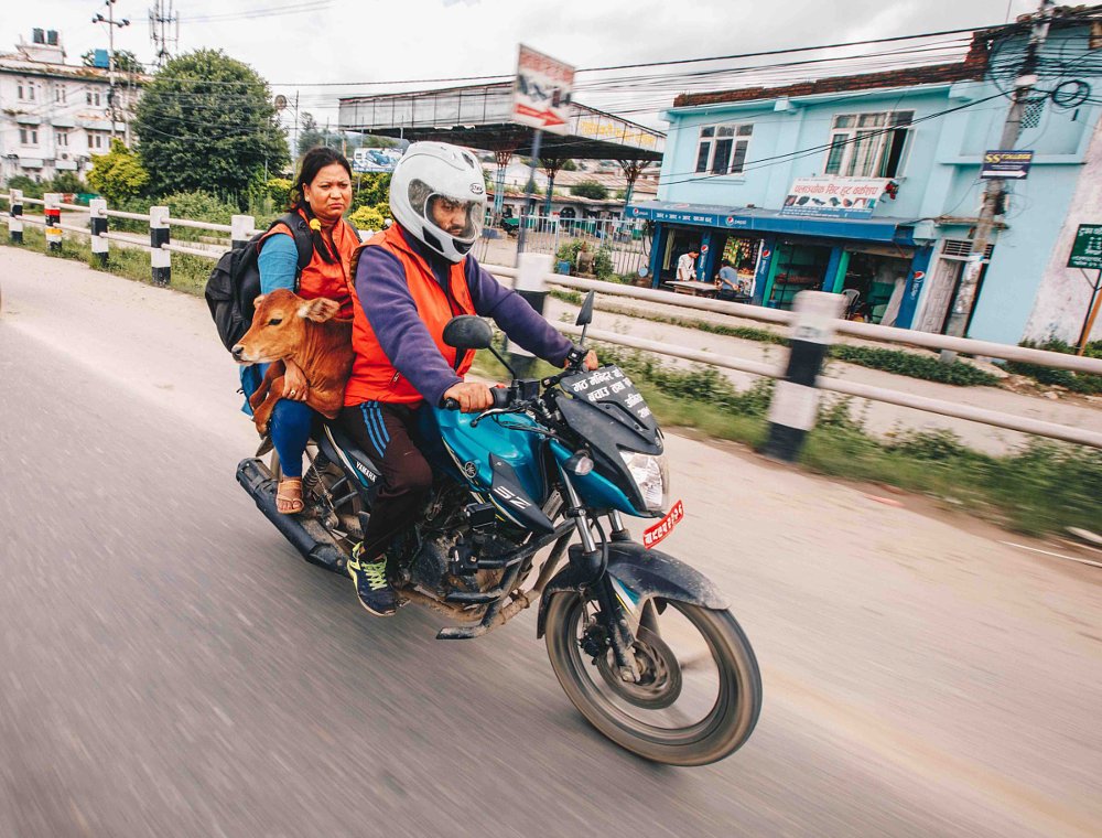 Ram and co-worker carrying cow on motorcycle