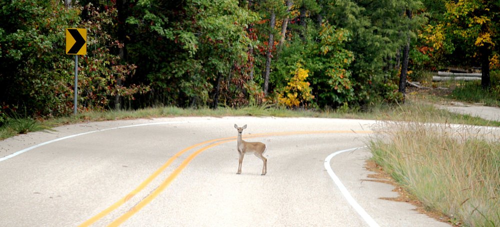 deer in the road