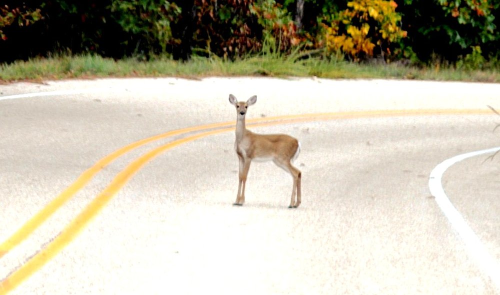 deer in the road