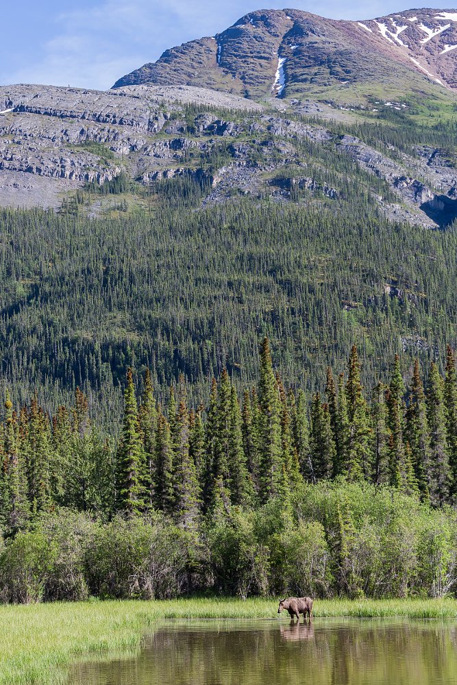 a moose in a northern lake
