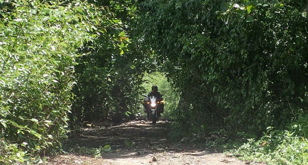 riding through the jungle