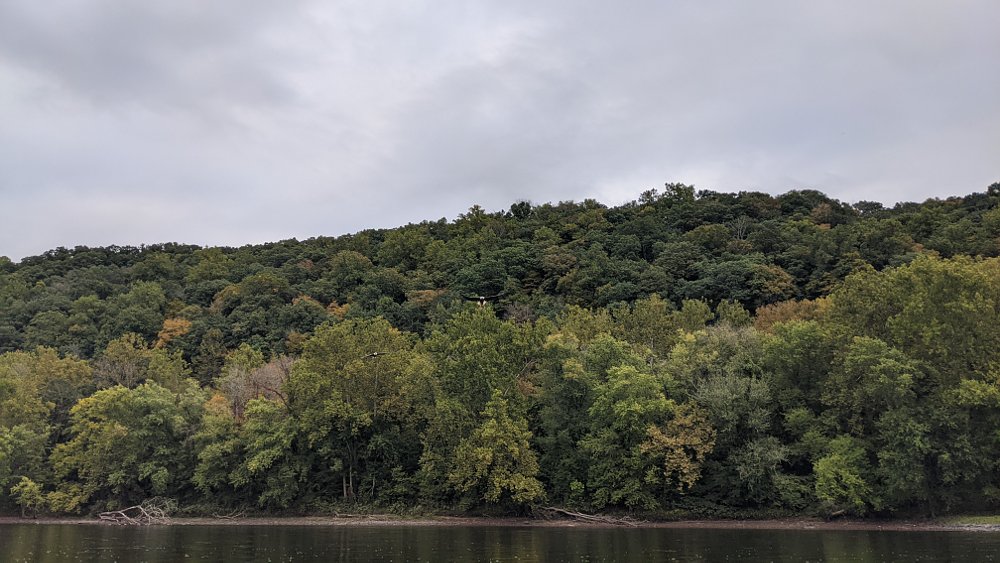 Delaware river eagles