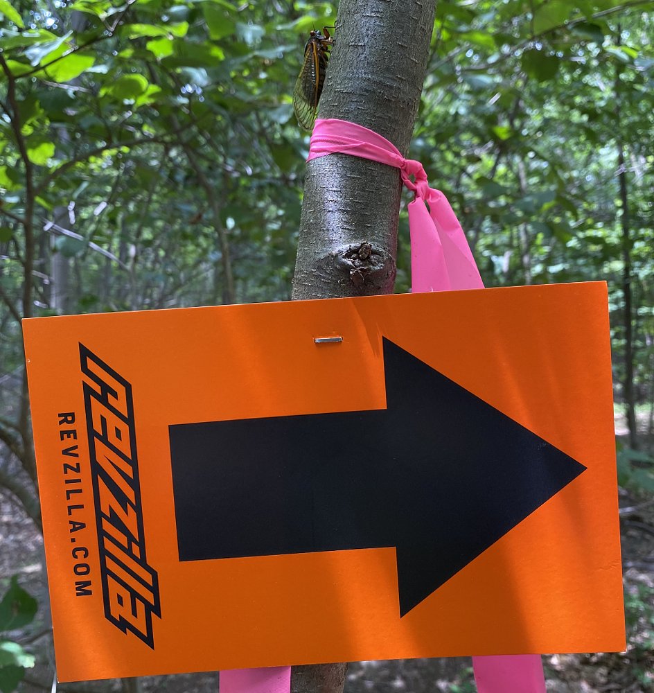 direction arrow stapled to a tree
