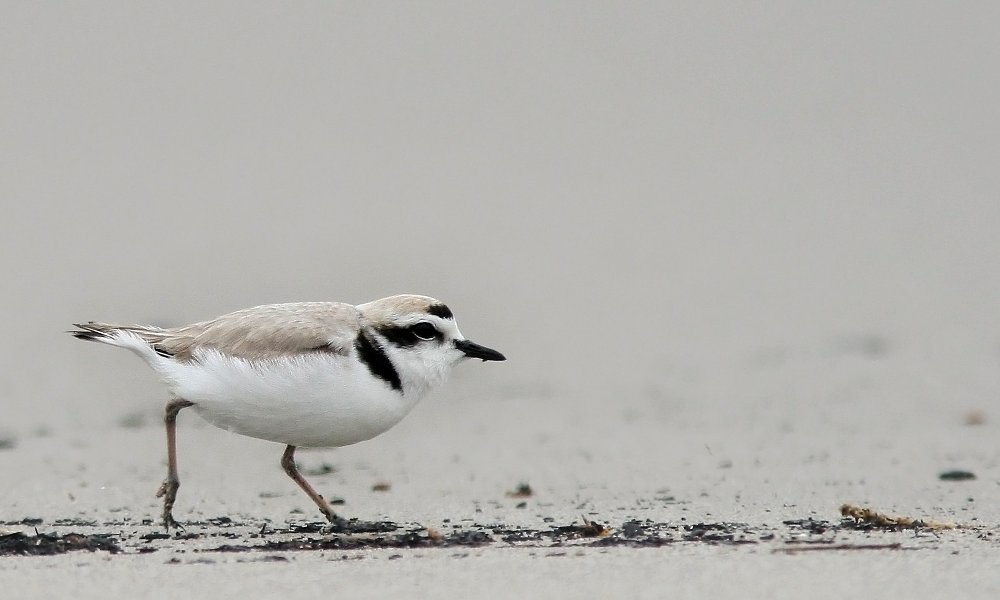A photo of the western snowy plover shorebird.