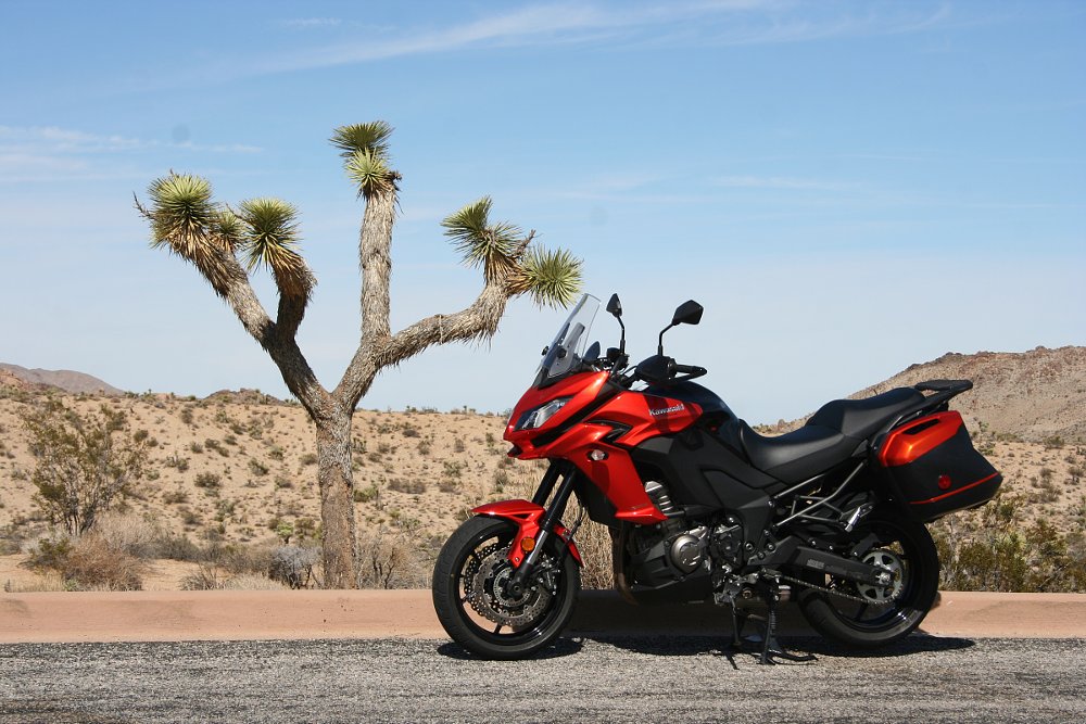 motorcycle parked by a Joshua tree