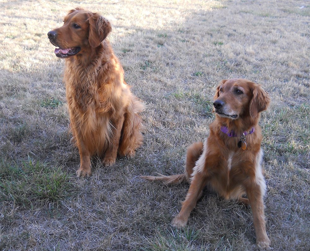 two of the author's rescue dogs