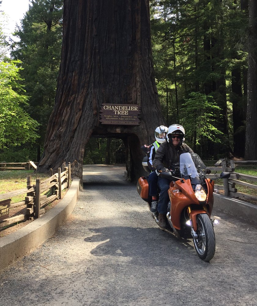 rider and passenger on a Motus motorcycle riding through a redwood tree with a tunnel cut into it