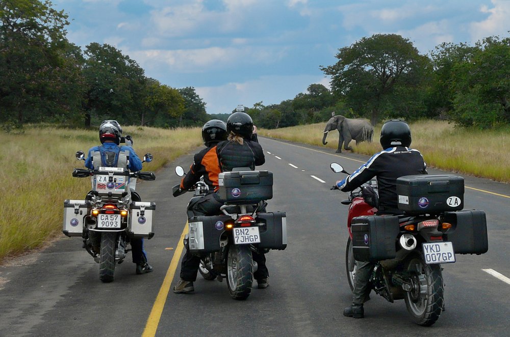 riders stopped on a road in Africa, watching an elephant cross