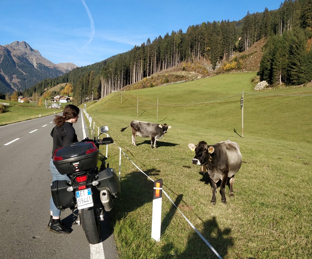 Viana with her motorcycle parked along a country road in the Alps looking at cows across a fence