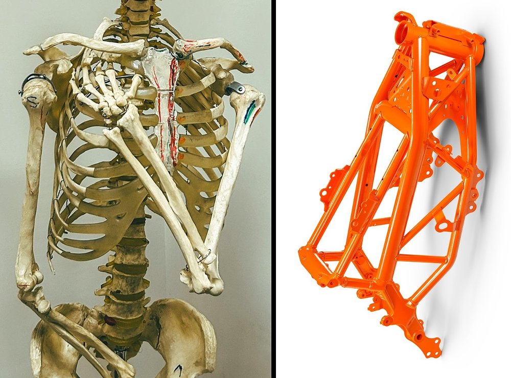 photo of a human skeleton and illustration of a Ducati motorcycle trellis frame