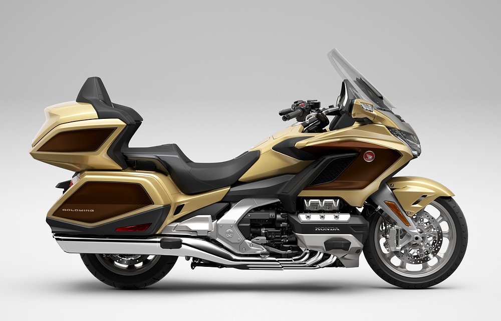 studio photo of gold and brown Gold Wing