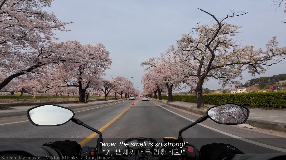 rider's view on the motorcycle riding through rows of cherry trees full of pink blooms