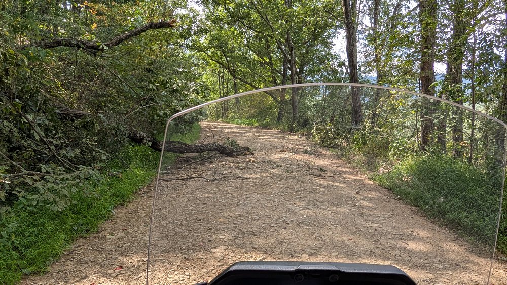 rider's view of the trail ahead with a downed tree partially blocking the way