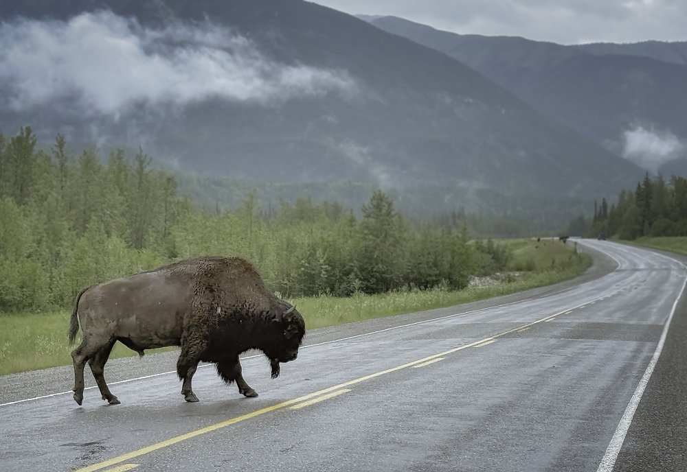 bison crossing the road in Canada